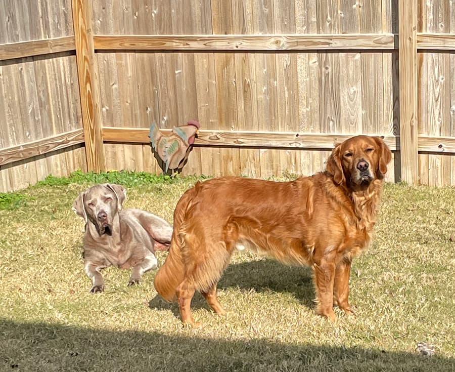 Blue and Finley